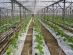 Greenhouses in Sliven - 6 ha - Automatic drip irrigation system for tomatoes and cucumbers